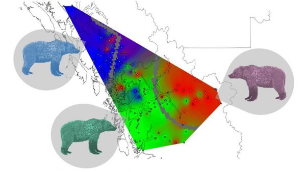 Image showing the boundaries of 3 indigenous language groups in Canada and the overlap of the territories of 3 grizzly bear species.