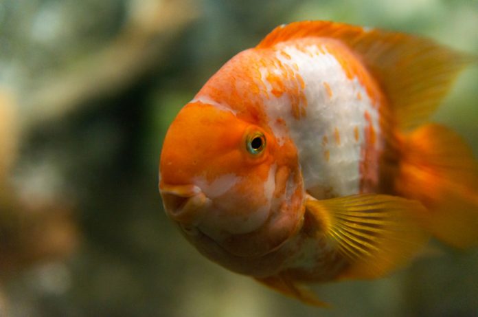 Big colorful Koi carp fish in an aquarium.