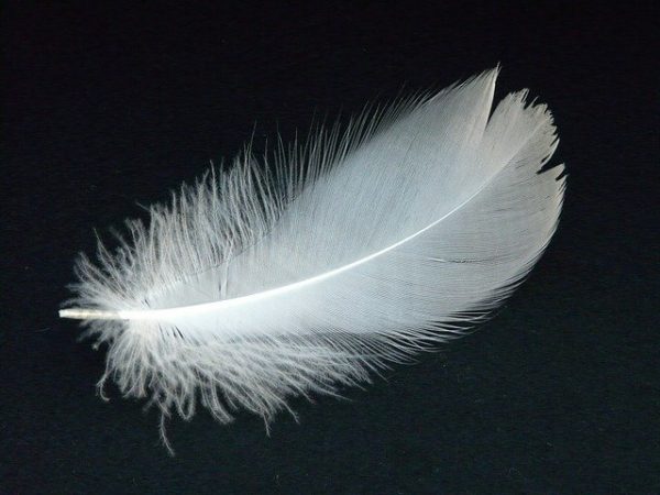 sending goose feathers for a thousand miles