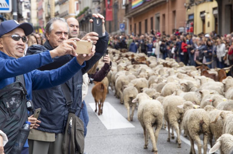 Tourists taking photos of the sheep being herded down the streets of Madrid for the Transhumance Festival.