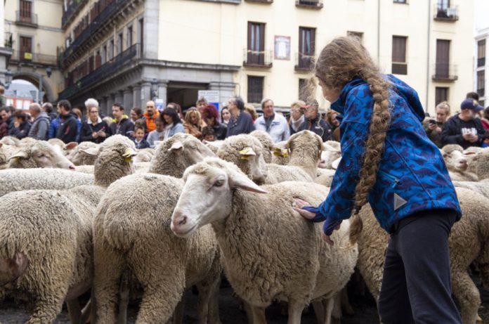A child touching one of the sheep passing by during Fiesta de la Trashumanica in Madrid, Spain.
