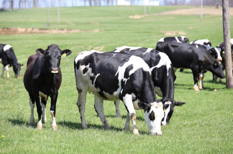 Holstein cows grazing in the pasture.