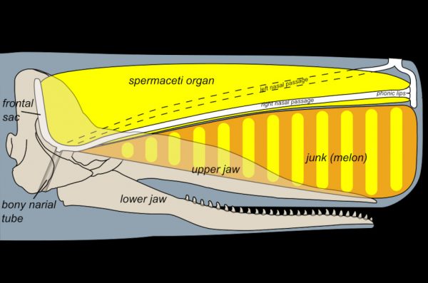 Diagram showing the anatomy of a sperm whale's forehead.