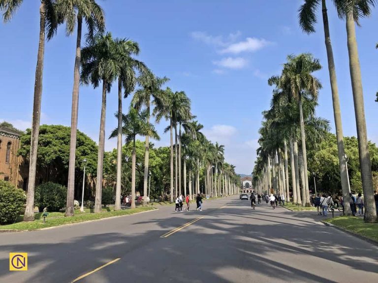 Royal Palm Boulevard at National Taiwan University.