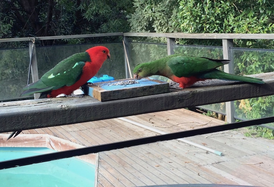 The Friendly and Majestic Australian King Parrots Nspirement