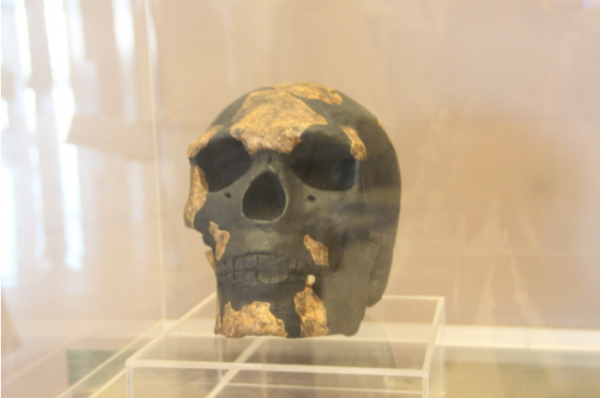 Fragments of Omo-Kibish skull.