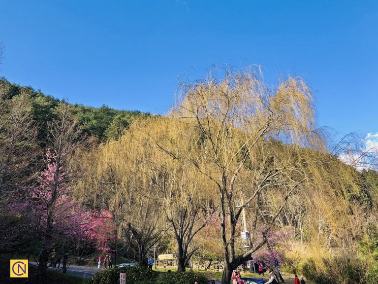 Weeping willow trees.