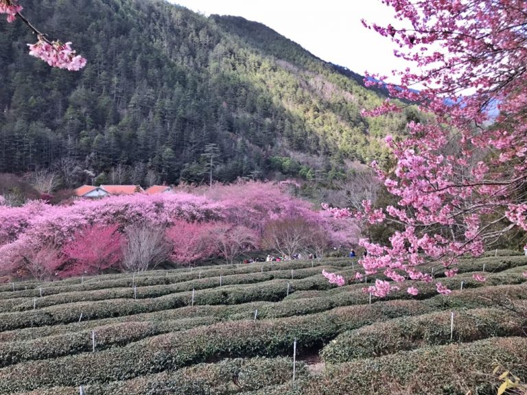 Beautiful cherry blossoms surround the tea farm during the cherry blossom festival.