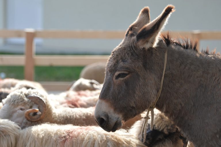 Profile of a donkey on farmland with some sheep around him.