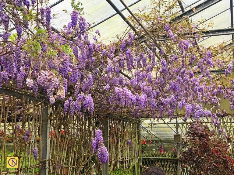 The wisteria flower at the Mei Feng Highland Experimental Farm.