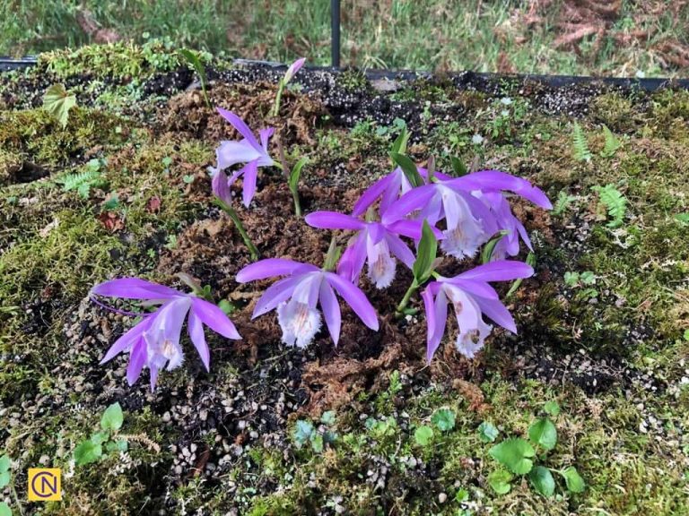 The Pleione formosana Hayata at the  Mei Feng Highland Experimental Farm.