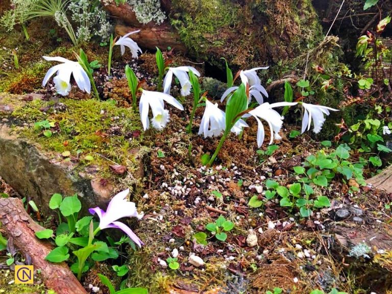 The Pleione formosana Hayata at the  Mei Feng Highland Experimental Farm.