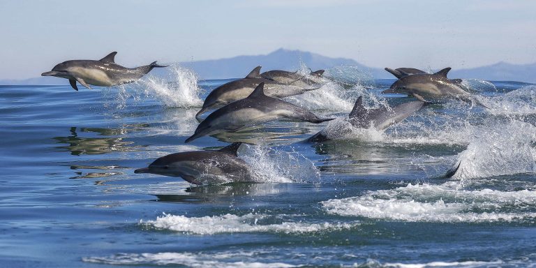 The research team assessed male dolphins' physical and acoustic behavior.