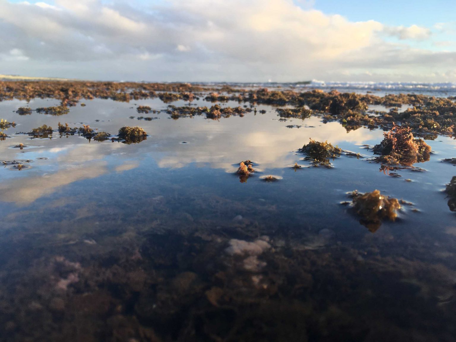 Women in Science Trailblazing Marine Botanist Isabella Abbott's Early