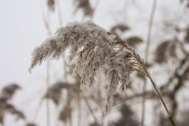 Winter snow covering plants.