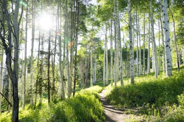 A hiking trail through the aspen trees near Vail, Colorado, in springtime.