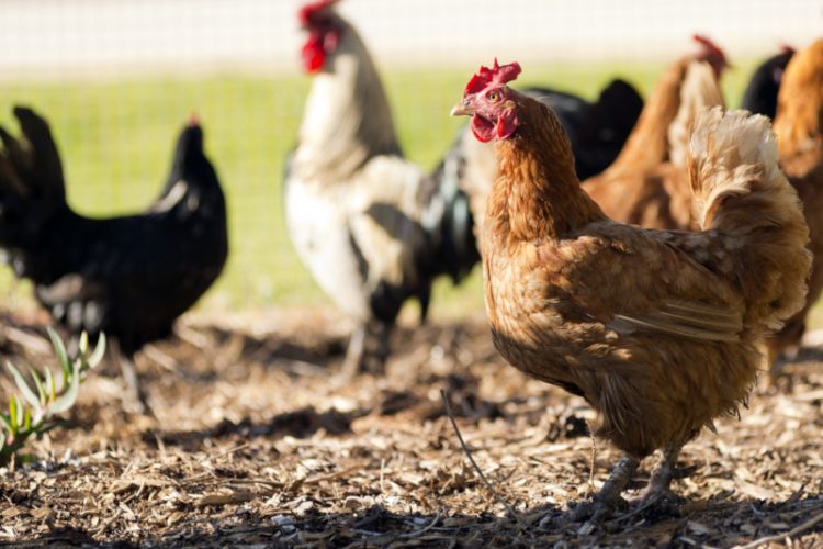 Is Keeping Chickens on a Balcony Possible? Nspirement