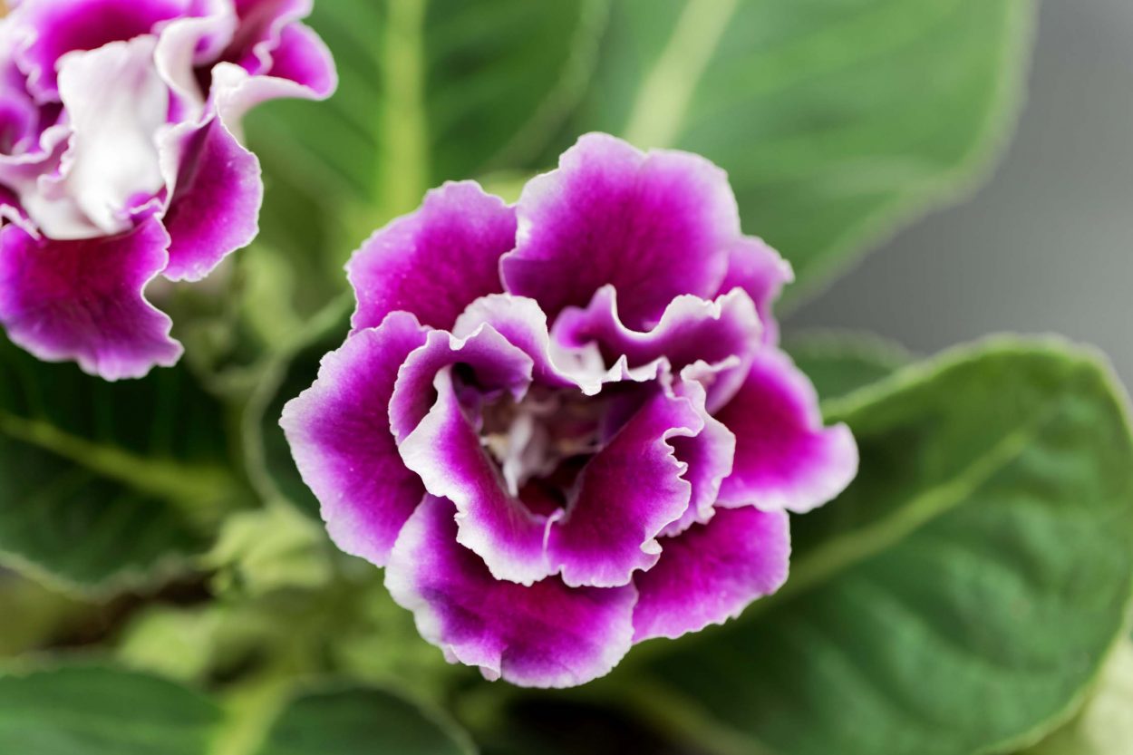 7 Beautiful, NonToxic Plants That Are Safe for Cats