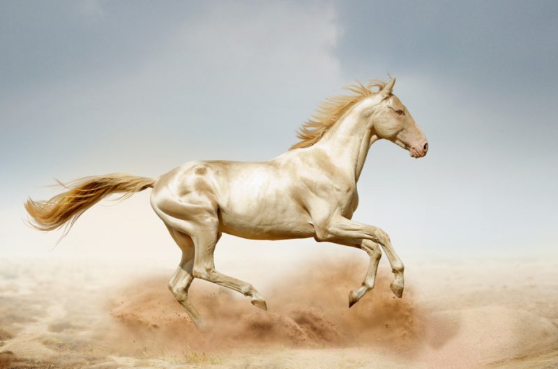 Unique Metallic AkhalTeke Horses an Ancient Turkmenistan Breed