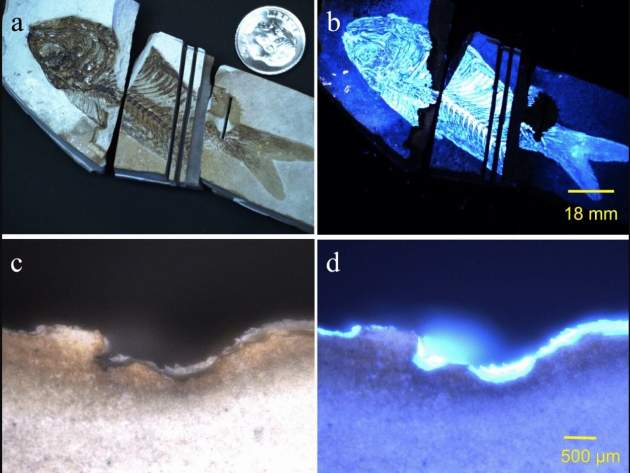 Biofinder Advances Detection of Extraterrestrial Life - Nspirement