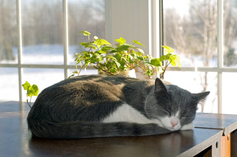 Gray and white cat laying on a table in the sun next to a houseplant with a winter landscape seen outside the window..