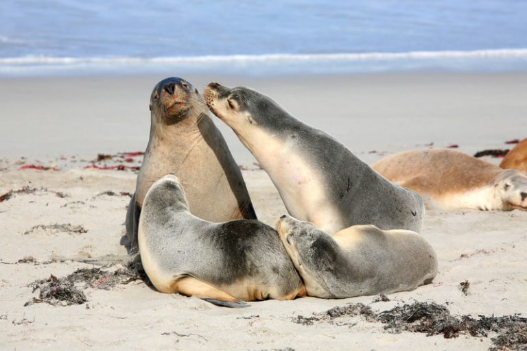 A family of seals on the beach at Seal Bay Kangaroo Island, South Australia.