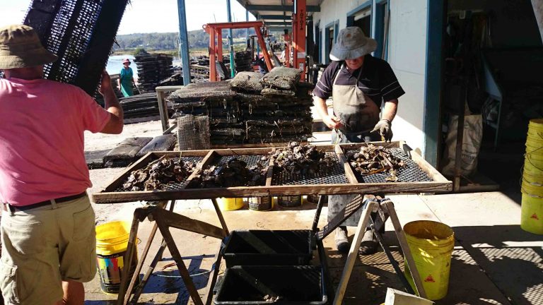 An oyster farm in Broadwater, NSW, Australia.