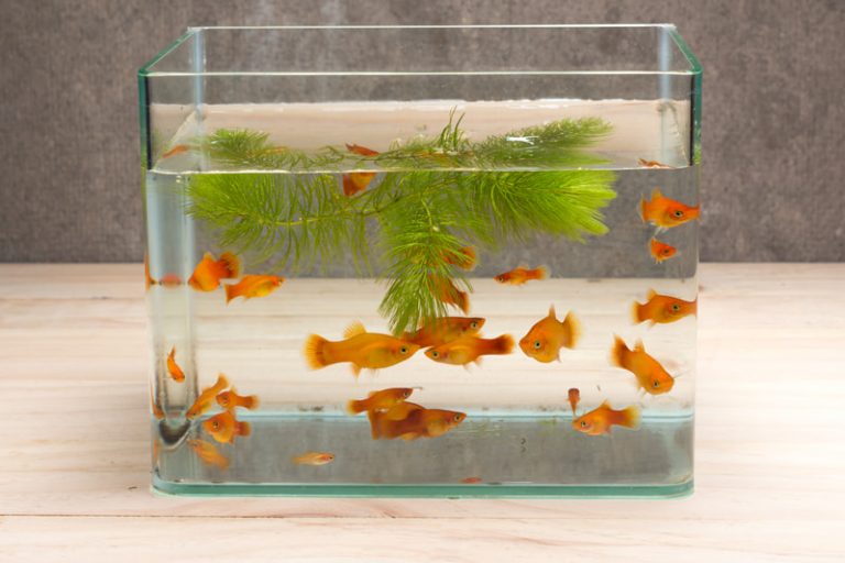 Fish tank full of goldfish sitting on a wooden table.