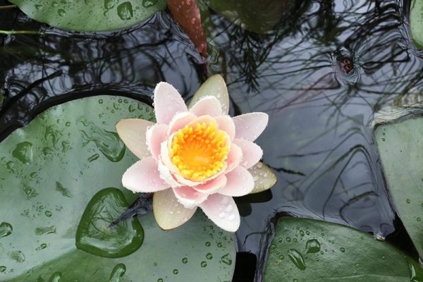 Life, in essence, is a journey of cultivating the mind. The next time you encounter a petty grievance that weighs on your heart, or face unfair treatment that creates resentment, remember — do not let that thought crush you.