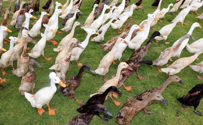 A flock of Indian runner ducks