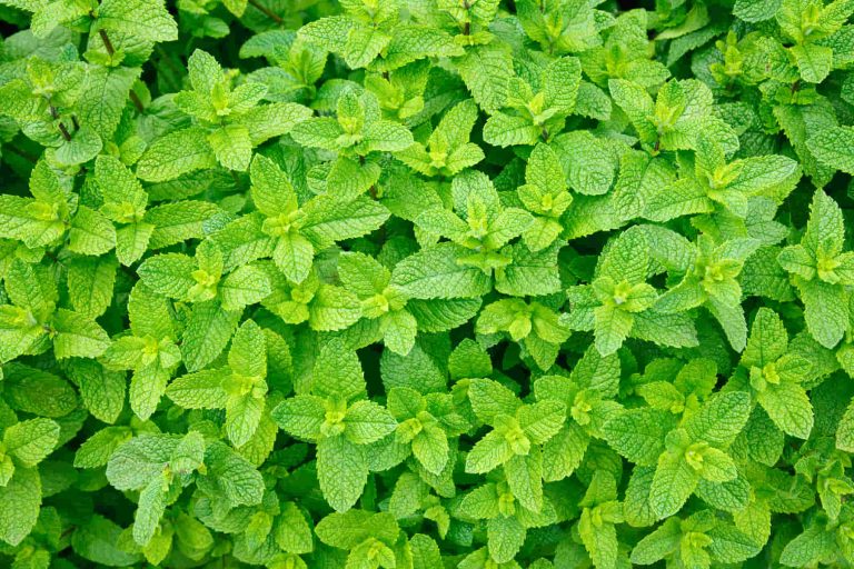 A healthy mint plant.