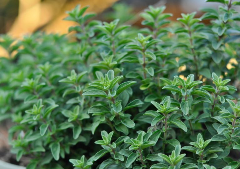 Closeup of fresh oregano growing in a backyard garden.