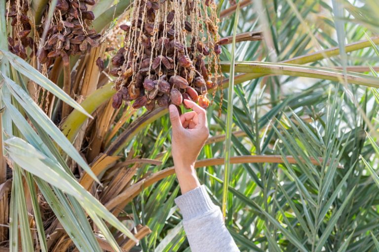 Nakhla staff visit each tree 4 times per year and ensure that after collecting the dates, no mess is left behind.