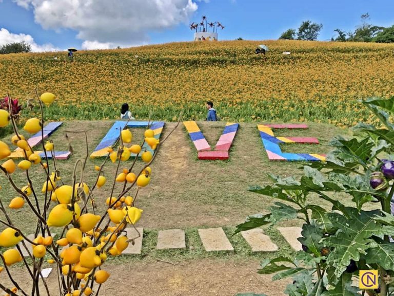 An art installation of immense ‘LOVE’ on the ground adjacent to a beautiful daylily field at Chike Mountain.