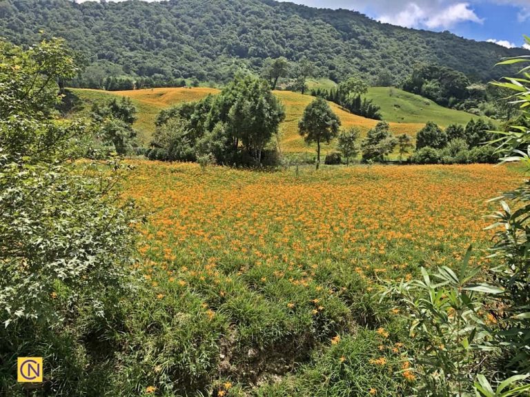 A picturesque daylily farm at Chike Mountain.