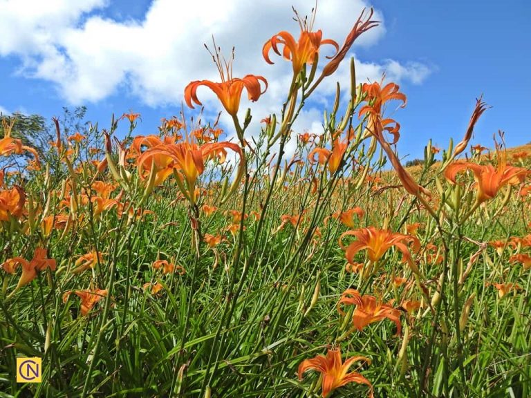 Beautiful golden needle flowers at at Chike Mountain 