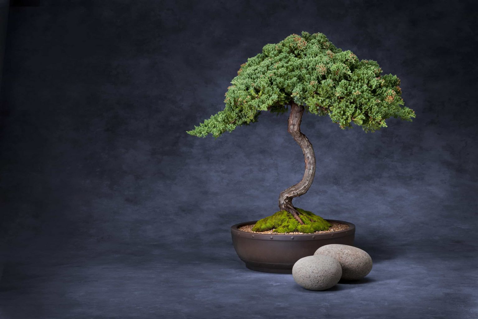 Bonsai in Feng Shui A Miniature Tree’s Meaning to Life Nspirement
