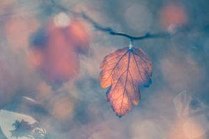 A brown leaf on a twig.