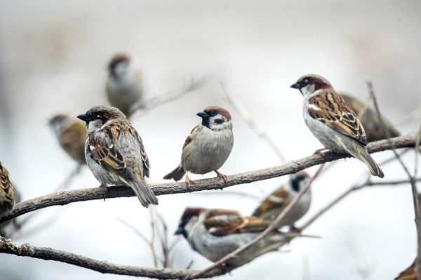 Good deeds done by feeding the sparrows were returned manyfold.