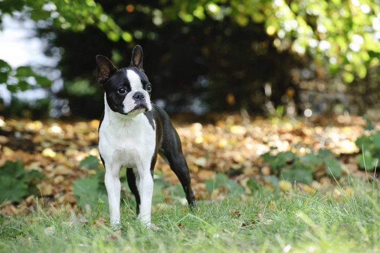 The Boston terrier may seem like a strict and serious dog, but it is a very affectionate and gentle dog breed.