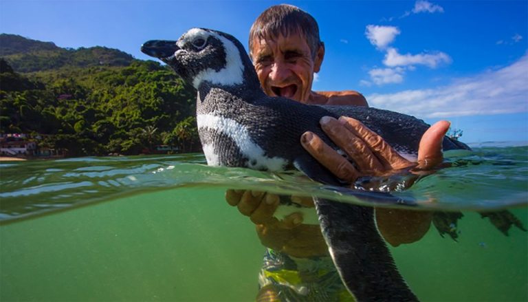 The penguin with its rescuer.