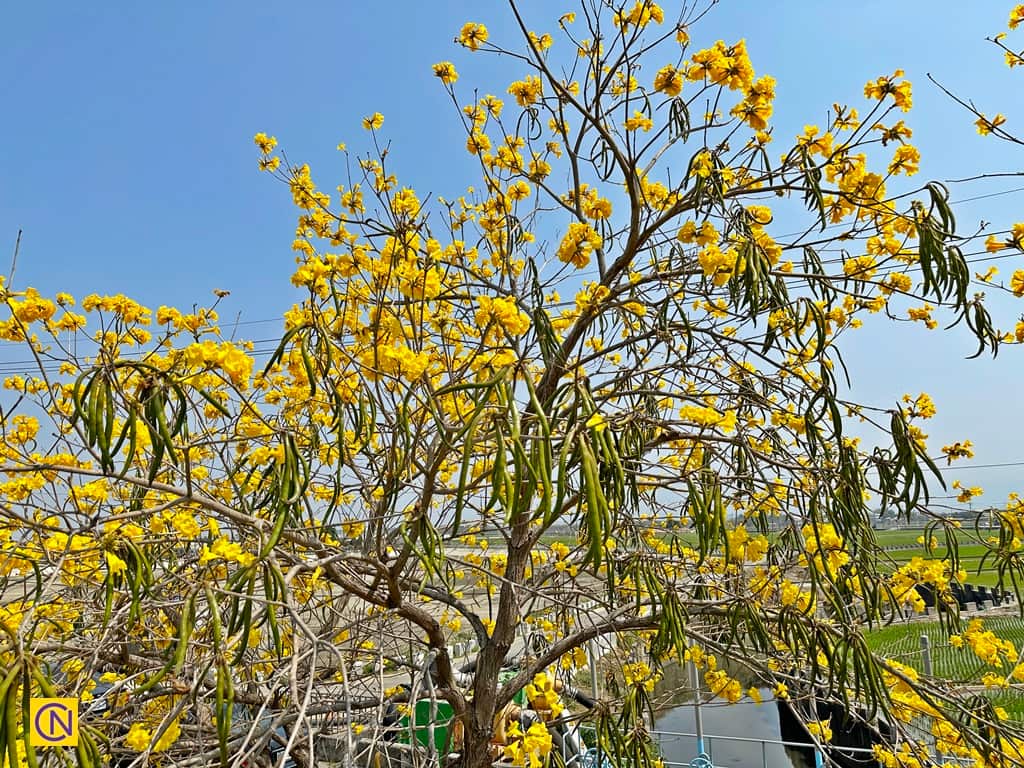 Taiwan's Breathtaking Golden Trumpet Tree Flowers Nspirement