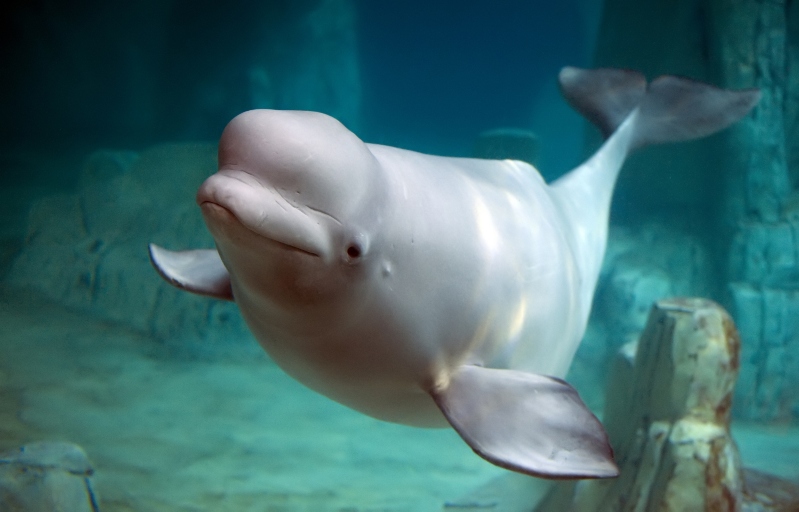 A Magical Encounter Between Beluga Whales And A Kayaker Nspirement A Magical Encounter Between Beluga Whales And A Kayaker Nspirement