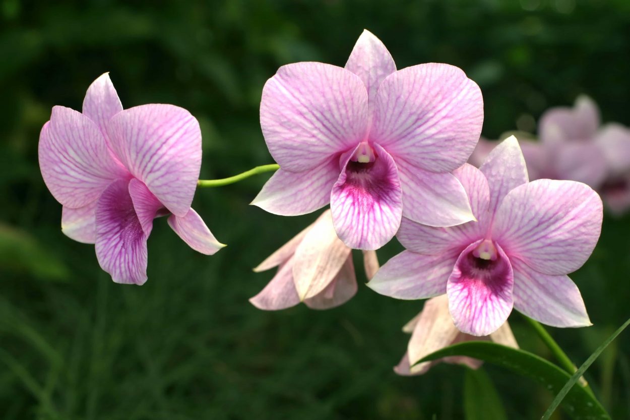 In plain language, Dendrobium is valued for its ability to generate bodily fluids, nourish the stomach, moisten the lungs, support kidney function, brighten the eyes, and strengthen the bones.