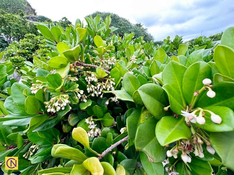 Blooming Ceylon Ardisia (蘭嶼樹杞) around the lighthouse's living quarters.