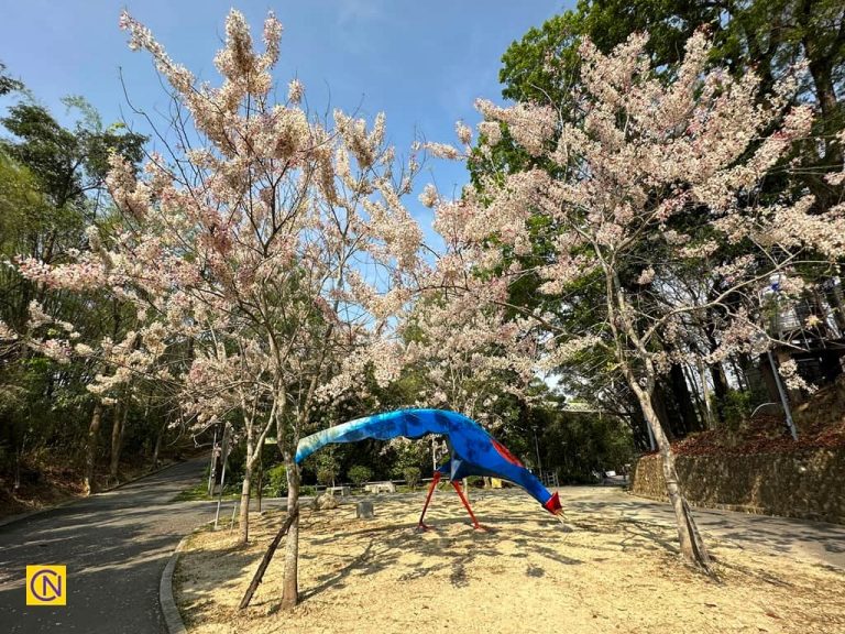 The magnificent flowers of the Pink Shower Tree in Zhuqi Waterfront Park.