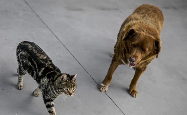 Bobi the dog and Ceguinho the cat belong to the Costa family.