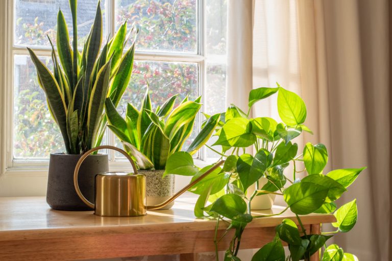 8 Best EasytoMaintain Indoor Plants and Common Mistakes to Avoid