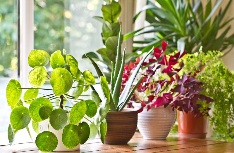 Various houseplants.