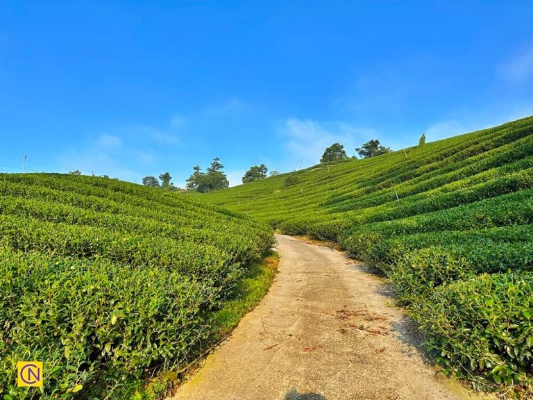 A tea plantation in Taixing Community in Chiayi County’s Meishan Township.